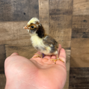 Day-Old Tolbunt Polish (Chance of frizzle) Chick