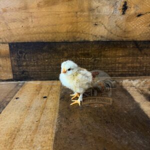Day-Old Bantam Calico Cochin Chick