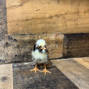 Day-Old Tolbunt Polish Chick