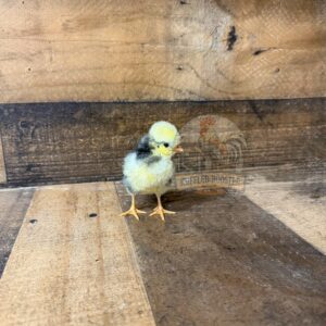 Day-Old White Crested Black Polish Chick