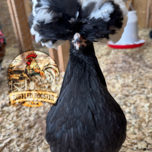 White Crested Black Polish Hatching Eggs