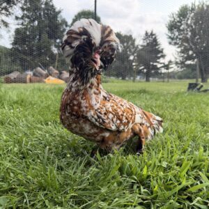 Polish Assortment Hatching Eggs